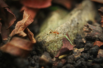 hormiga