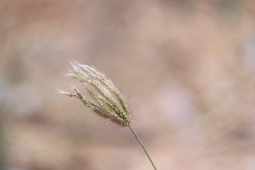 grass