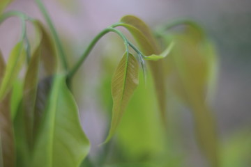 plant