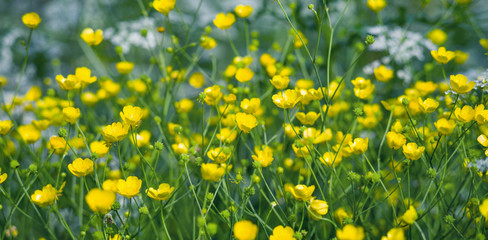 Summer landscape with meadow flowers buttercups. Closeup of buttercups. Summer floral background.