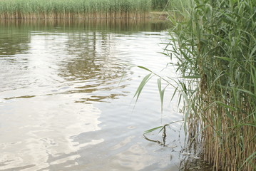 Summer Landscape With A Pond