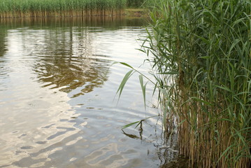 Summer Landscape With A Pond