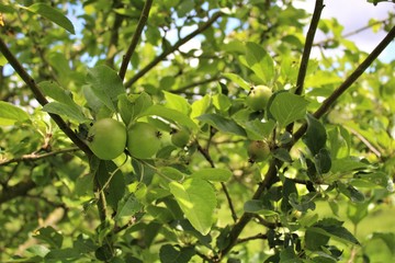 New apples growing in orchard