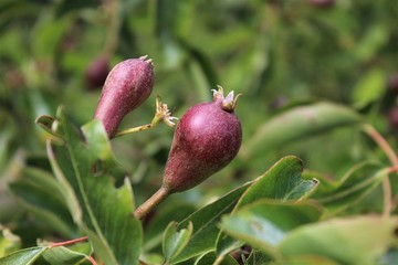 Pears forming on tree