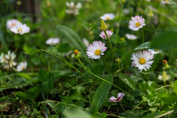 flowers in the garden