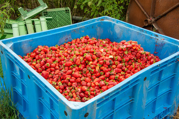 Überreife Erdbeeren wurden aussortiert