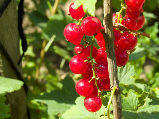Red currant on bush