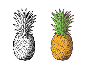 Retro style illustration of pineapple. Outline and colored version. Vector drawing, isolated on white background