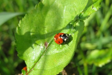 Fototapeta premium Ladybug on green leaf in the garden, closeup 