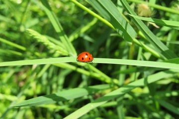Ladybug on grass in the meadow, closeup