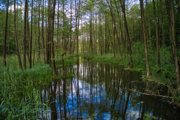 Obraz premium Marsh Forest scene