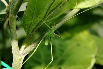 Leaf insect