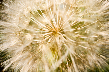 Flower similar to a dandelion - meadow Salsify (common names Jack-in bed-at-noon, meadow salsify, showy goat's-beard or meadow goat's-beard). Tragopogon pratensis