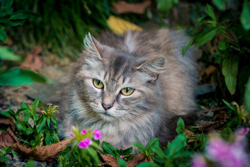 Naklejka na ściany i meble cat