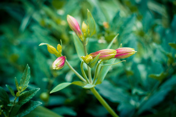 Obraz premium цветок