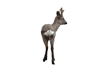 illustration of back view of young deer, isolated on white background