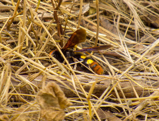 hornet on the grass