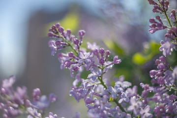 Lilac flowers with raindrops glistening in the sun on a blurred background.