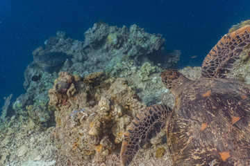 Two green sea turtles in a shallow coral reef. 