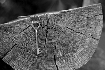 Closeup bunch of keys hanging on the cut of the trunk of an old tree with growth rings and cracks.