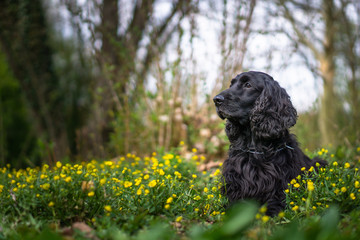 Cocker Spaniel Portrait