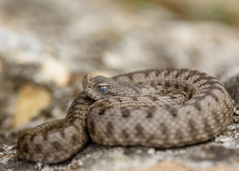 the horned viper , Vipera latastei.