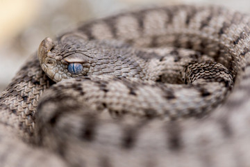 the horned viper , Vipera latastei.