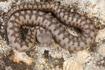 the horned viper , Vipera latastei.
