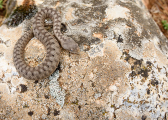 the horned viper , Vipera latastei.