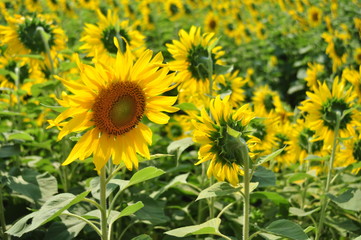 field of sunflowers