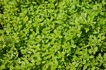 Obraz premium Breckland Thyme, Thymus serpyllum, Thymus vulgaris, Common Thyme, Whole thyme. Fresh green thyme herb growing in the garden. Selective focus.