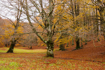 Foliage in Monti Simbruini national park, Lazio, Italy. Autumn colors in a beechwood. Beechs with yellow leaves.
