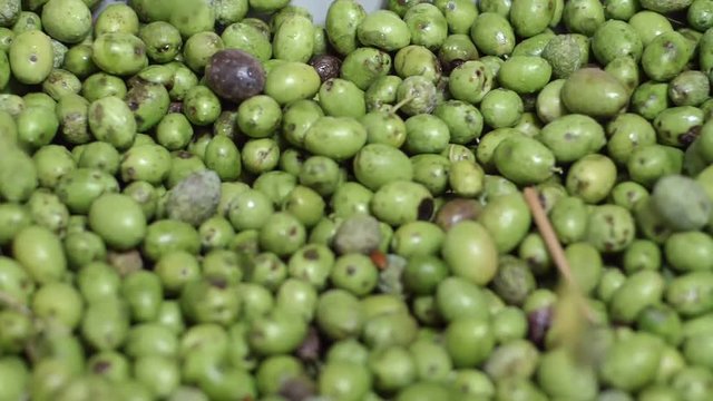 picked olives falling. Olive Oil production in South of Italy