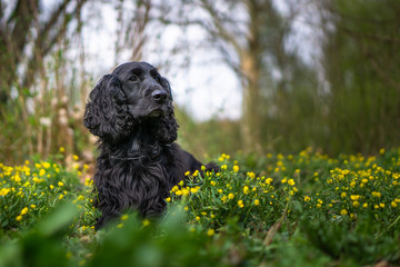 Cocker Spaniel Portrait