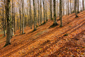 Obraz premium Liście w parku narodowym Monti Simbruini, Lazio, Włochy. Kolory jesieni w drewnie bukowym. Buk z żółtymi liśćmi.