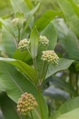 Common milkweed butterfly flower Asclepias syriaca plant, American Milkweed growing outdoors