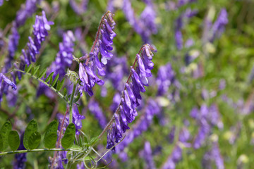 Winter vetch or hairy vetch (vicia villosa) growing on a hill, purple flowers closeup ю Woolly or Fodder Vetch (Vicia villos),  blossom in the garden.