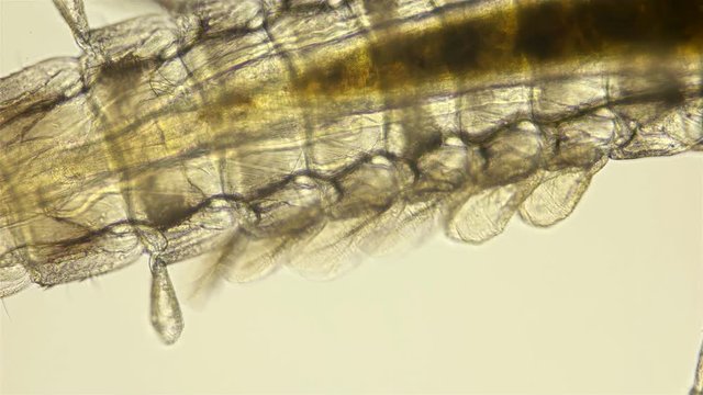 mayfly larva under the microscope, the video shows the work of tracheal gills, with which she breathes in water, The Latin name Ephemeroptera, mayfly larvae develop in water 2 - 3 years, occurs in