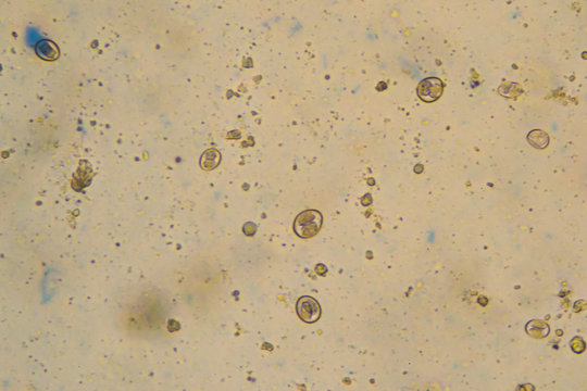 sporulated oocysts of Eimeria/Isospora isolated from infected samples of a Labrador retriever puppy