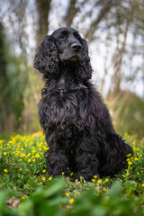 Cocker Spaniel Portrait