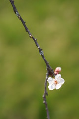 Cherry blossom in spring