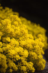 yellow phlox flowers