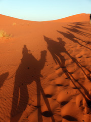  Desert of Erg Chebbi, Merzouga, Sahara, Morocco. Shadows of several dromedary walking by the dunes of the desert.