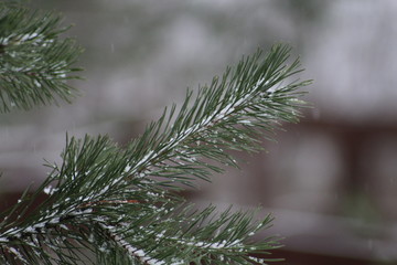 fir tree branch