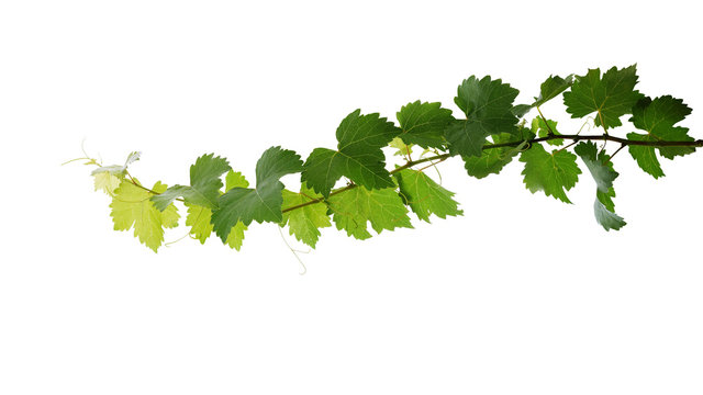 Grape leaves vine plant branch with tendrils isolated on white background, clipping path included.