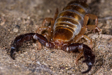 Blind scorpion, Belisarius xambeui,