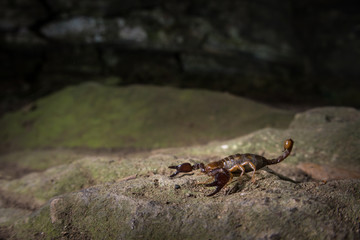 Blind scorpion, Belisarius xambeui,