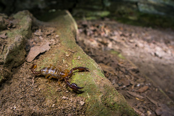 Blind scorpion, Belisarius xambeui,