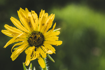 Dying flower