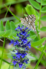 The painted lady butterfly (Vanessa cardui) on the blue bugle flowers (Ajuga genevensis)